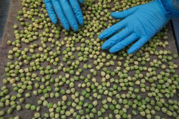 Китай нарастил импорт сушеного гороха из России на 27%